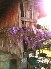 Purple flowers on wooden structure