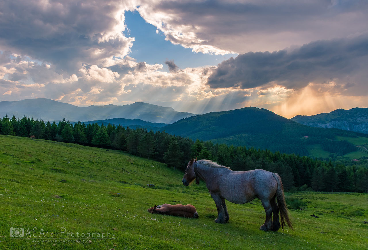 HORSE GRAZING IN FIELD