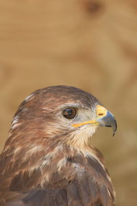 Red-backed hawk profile