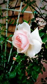 Close-up of pink rose