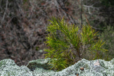 Close-up of moss growing on rock