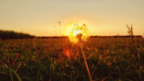 Plant growing on field at sunset