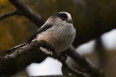 Close-up of bird perching on branch