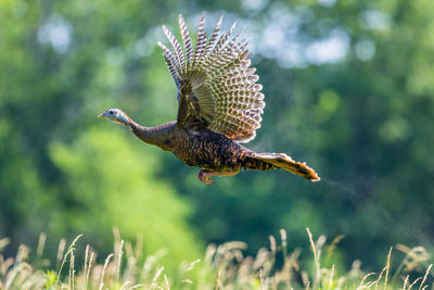 Close-up of wild turkey bird taking-off flying over field