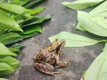 Close-up of frog on plant