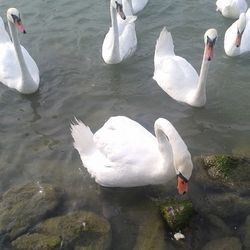 Swans swimming in water