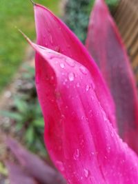 Close-up of wet pink flower blooming outdoors