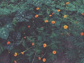 High angle view of orange flowering plants on land