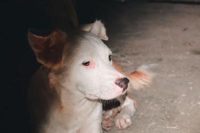 Close-up of a dog looking away