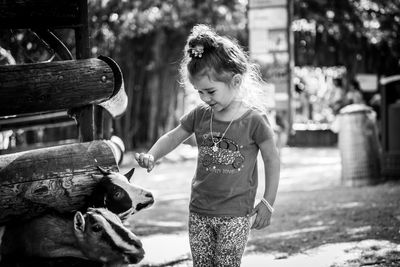 Cute girl feeding goats while standing outdoors