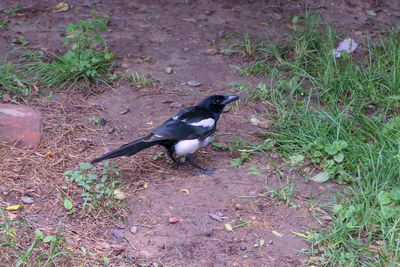 High angle view of bird perching on field