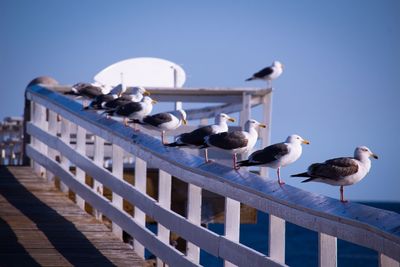 Seagulls perching on railing against clear blue sky
