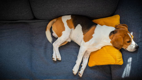 High angle view of dog sleeping on sofa