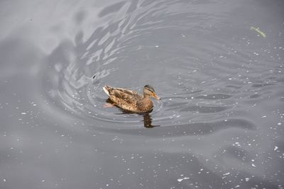 High angle view of duck swimming in lake