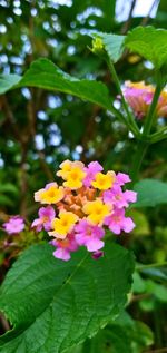 flowering plant