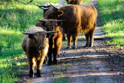 Cows standing in a field