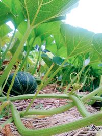 Close-up of fresh green plant in field