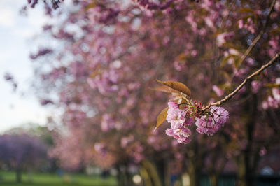 Close-up of pink cherry blossoms