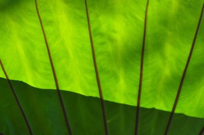 Full frame shot of green leaf