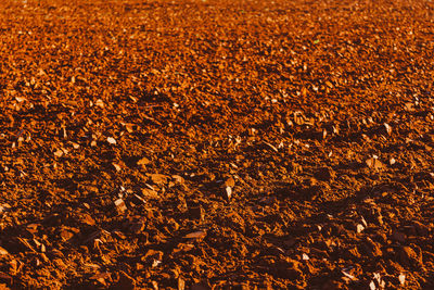 Full frame shot of agricultural field