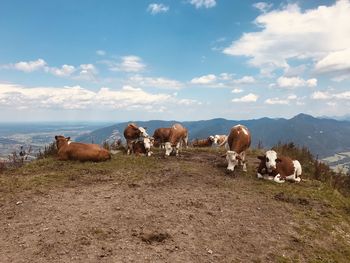 Cows grazing on field against sky