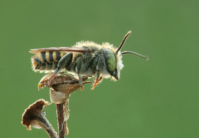 Close-up of insect on flower