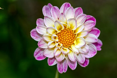 Close-up of pink dahlia