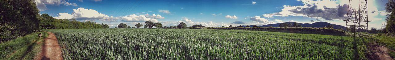 Panoramic view of rice field against sky