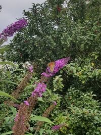 Purple flowers blooming outdoors