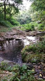 Stream flowing through forest