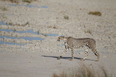 View of a cat on sand