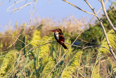 Close up photo of israels white throated kingfisher photo was taken in northern israel