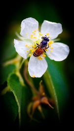 Close-up of bee on flower