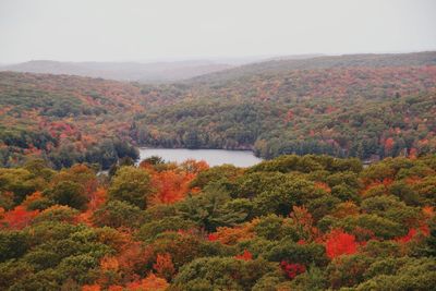 Scenic view of forest against sky during autumn