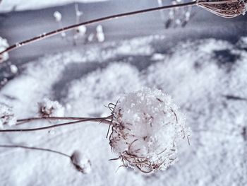 Close-up of snow on plant