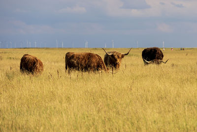 Cattle on field