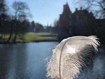 Bird flying over lake