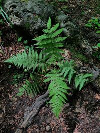 High angle view of fern in forest