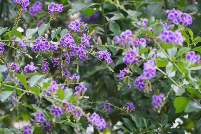 Close-up of purple flowers blooming outdoors