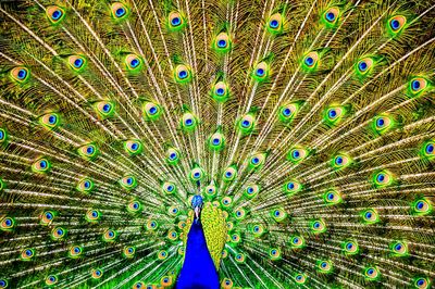 Full frame shot of dancing peacock