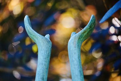 Close-up of fresh blue flowers