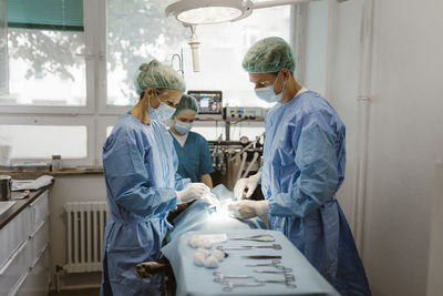 Male and female veterinarian with nurse performing surgery in operating room at hospital