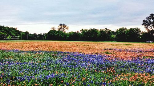 field