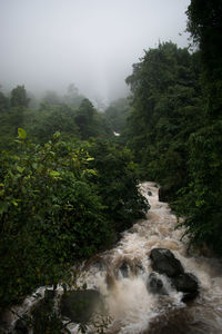 Scenic view of waterfall in forest