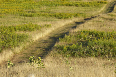 High angle view of footpath in field