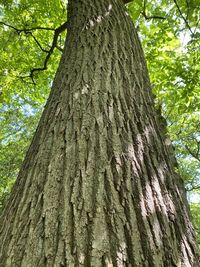 Low angle view of tree trunk in forest