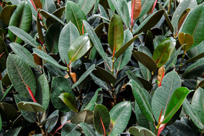 High angle view of succulent plant on field