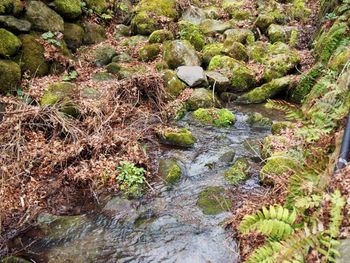 Stream in forest