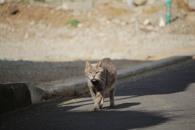 Portrait of cat walking on road