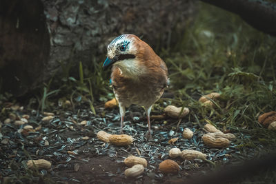 Close-up of bird on field